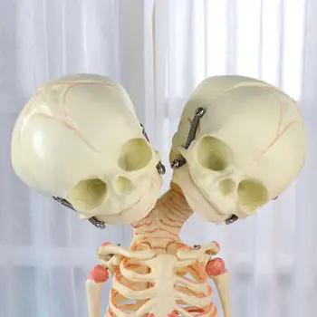37cm Inimeste Topelt-Peaga Beebi Kolju, Luustik Anatoomia Aju Ekraan Uuringu Õpetamise Anatoomiline Mudel